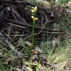 Diuris sulphurea at Tennent, ACT - 30 Nov 2017