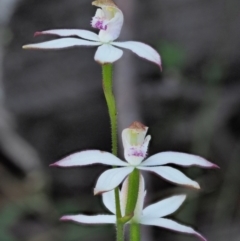 Caladenia moschata (Musky Caps) at Tennent, ACT - 29 Nov 2017 by KenT