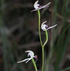 Caladenia moschata at Tennent, ACT - suppressed