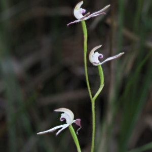 Caladenia moschata at Tennent, ACT - suppressed