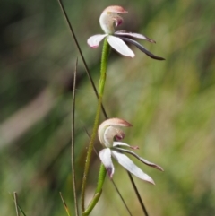 Caladenia moschata at Tennent, ACT - suppressed