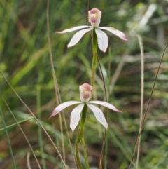 Caladenia moschata at Tennent, ACT - suppressed