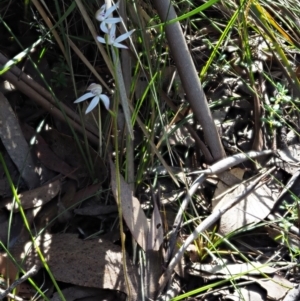 Caladenia moschata at Tennent, ACT - suppressed