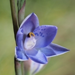 Thelymitra simulata (Graceful Sun-orchid) at Tennent, ACT - 29 Nov 2017 by KenT