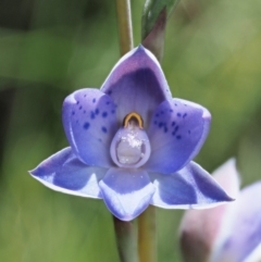 Thelymitra simulata at Tennent, ACT - suppressed