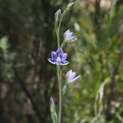 Thelymitra simulata at Tennent, ACT - suppressed