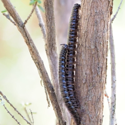 Paradoxosomatidae sp. (family) (Millipede) at Namadgi National Park - 30 Nov 2017 by KenT