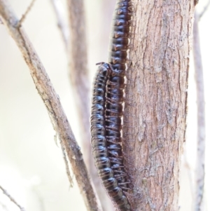 Paradoxosomatidae sp. (family) at Tennent, ACT - 30 Nov 2017