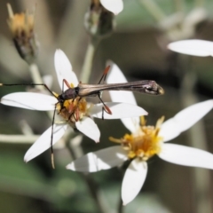 Enchoptera apicalis (Longhorn beetle) at Tennent, ACT - 30 Nov 2017 by KenT