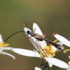 Enchoptera apicalis at Tennent, ACT - 30 Nov 2017