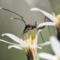 Enchoptera apicalis at Tennent, ACT - 30 Nov 2017