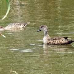 Anas gracilis (Grey Teal) at Fyshwick, ACT - 1 Dec 2017 by RodDeb