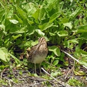 Gallinago hardwickii at Fyshwick, ACT - 1 Dec 2017 11:04 AM