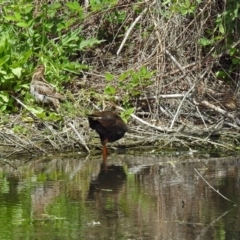 Gallinago hardwickii at Fyshwick, ACT - 1 Dec 2017