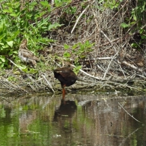 Gallinago hardwickii at Fyshwick, ACT - 1 Dec 2017