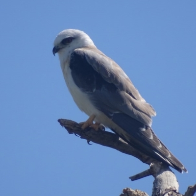 Elanus axillaris (Black-shouldered Kite) at Fyshwick, ACT - 28 Nov 2017 by roymcd