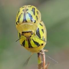 Paropsisterna obliterata at Tennent, ACT - 30 Nov 2017 09:07 AM