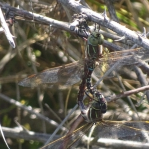 Adversaeschna brevistyla at Fyshwick, ACT - 28 Nov 2017