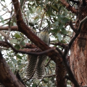 Eudynamys orientalis at Higgins, ACT - 30 Nov 2017 06:24 AM