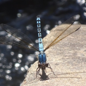 Diphlebia nymphoides at Paddys River, ACT - 30 Nov 2017