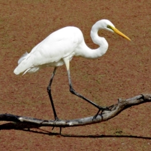 Ardea alba at Fyshwick, ACT - 2 Apr 2017 12:08 PM