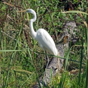 Ardea alba at Fyshwick, ACT - 17 Apr 2017 02:04 PM