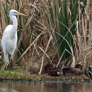 Ardea alba at Fyshwick, ACT - 25 Oct 2017 12:05 PM