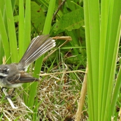 Rhipidura albiscapa (Grey Fantail) at Fyshwick, ACT - 16 Nov 2017 by RodDeb