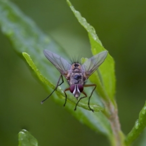 Tachinidae (family) at Higgins, ACT - 2 Dec 2017