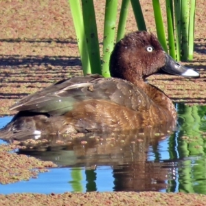 Aythya australis at Fyshwick, ACT - 30 Apr 2017