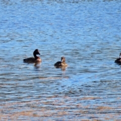 Aythya australis at Fyshwick, ACT - 30 Apr 2017