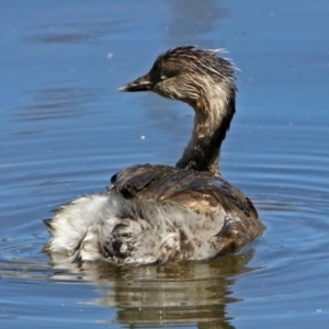 Poliocephalus poliocephalus at Fyshwick, ACT - 6 Oct 2017