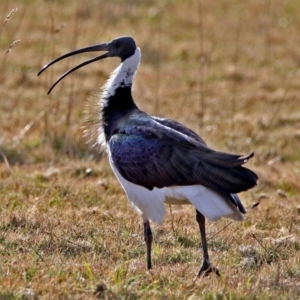 Threskiornis spinicollis at Fyshwick, ACT - 11 Jul 2017