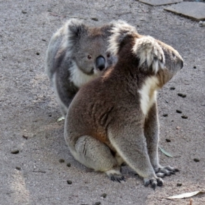 Phascolarctos cinereus at Paddys River, ACT - suppressed