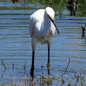 Egretta garzetta at Fyshwick, ACT - 13 Feb 2017