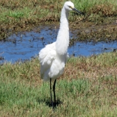 Egretta garzetta at Fyshwick, ACT - 13 Feb 2017