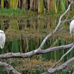 Egretta garzetta (Little Egret) at Fyshwick, ACT - 17 Mar 2017 by RodDeb