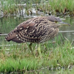 Nycticorax caledonicus (Nankeen Night-Heron) at Fyshwick, ACT - 8 Feb 2017 by RodDeb