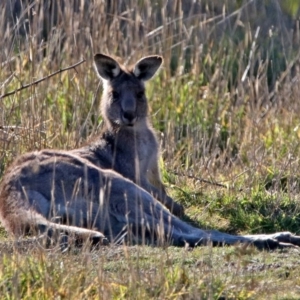 Macropus giganteus at Fyshwick, ACT - 11 Jun 2017