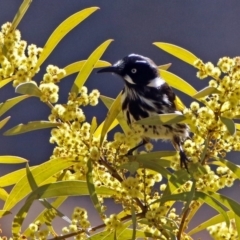 Phylidonyris novaehollandiae at Fyshwick, ACT - 1 Sep 2017