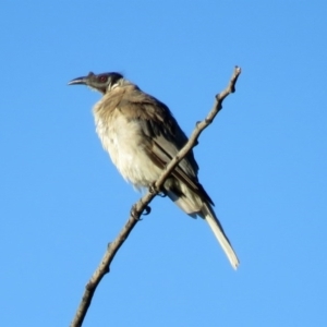 Philemon corniculatus at Fyshwick, ACT - 23 Feb 2017 06:57 AM