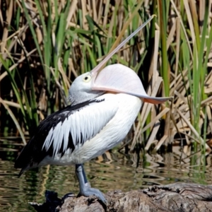 Pelecanus conspicillatus at Fyshwick, ACT - 20 Sep 2017