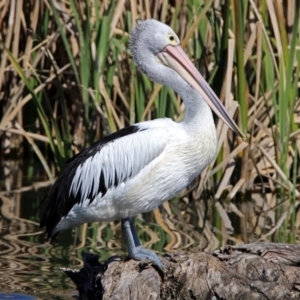 Pelecanus conspicillatus at Fyshwick, ACT - 20 Sep 2017