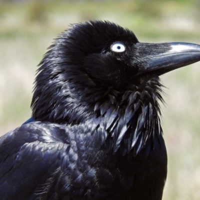 Corvus coronoides (Australian Raven) at Fyshwick, ACT - 1 Nov 2017 by RodDeb