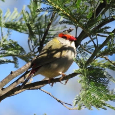 Neochmia temporalis (Red-browed Finch) at Paddys River, ACT - 11 Aug 2016 by RodDeb