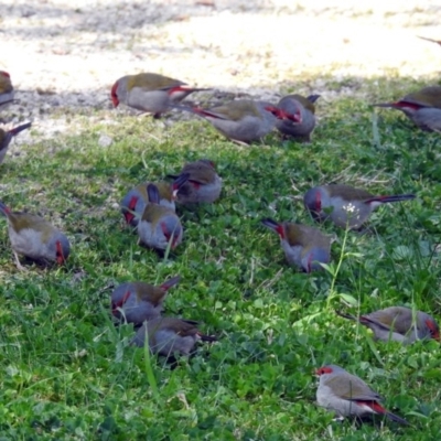 Neochmia temporalis (Red-browed Finch) at Fyshwick, ACT - 20 Sep 2017 by RodDeb