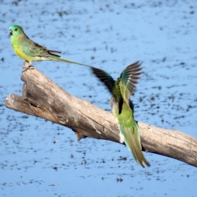 Psephotus haematonotus (Red-rumped Parrot) at Fyshwick, ACT - 23 Feb 2017 by RodDeb