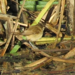 Acrocephalus australis (Australian Reed-Warbler) at Fyshwick, ACT - 23 Feb 2017 by RodDeb