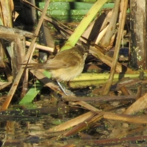 Acrocephalus australis at Fyshwick, ACT - 23 Feb 2017