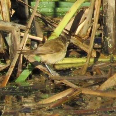 Acrocephalus australis (Australian Reed-Warbler) at Fyshwick, ACT - 22 Feb 2017 by RodDeb